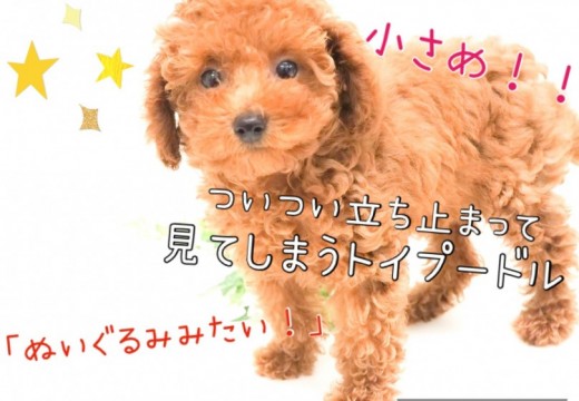 【 トイ・プードル 】誰もが立ち止まる可愛さ！この顔立ちにご注目☆彡