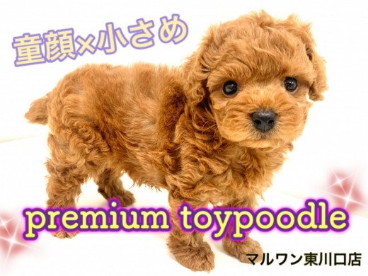 【 トイプードル 】童顔・小さめ・ドワーフ体型！三拍子がそろったプレミアムわんこ