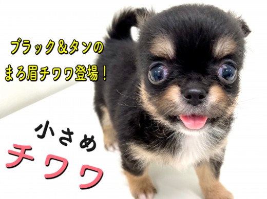 【 チワワ 】マルワンプレミアム！これぞ理想のたぬきっチワワ！