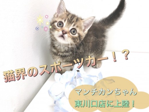 【 マンチカン 】超短足マンチカン！猫界のスポーツカー！？