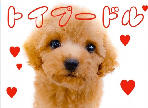 【 トイ・プードル 】初心者の方でも育てやすい横浜イチ可愛い女の子!