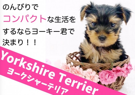 【 ヨークシャーテリア 】のんびりコンパクトな生活をするならヨーキー君で決まり!