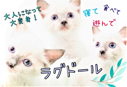 【 ラグドール 】握手が出来る芸達者！！青い瞳のイケメンにゃんこ♪