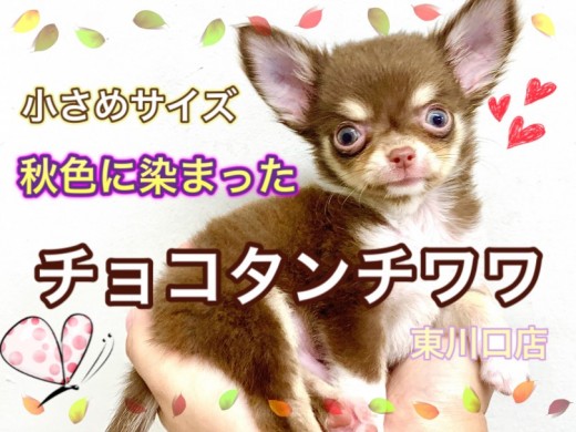 【 チワワ 】先取り秋カラー♪チョコタン＆ホワイトの小さめチワワ！