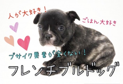 【 フレンチブルドッグ 】可愛い所が盛りだくさん！遊ぶの大好きフレブルちゃん♪