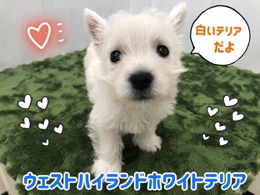 【 ウェストハイランドホワイトテリア 】希少！白いテリアでお馴染みのウェスティー