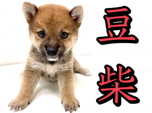 【 豆柴 】マルワンプレミアム！血統書認定赤豆柴登場！！