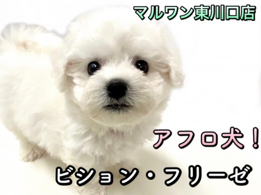 【 ビションフリーゼ 】爆毛・童顔・ドワーフ体型！3拍子のプレミアムビション！