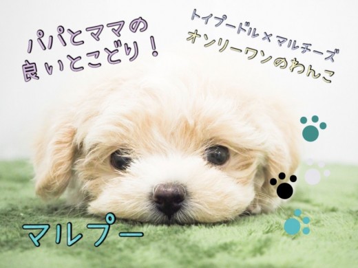 【 マルプー 】同じ顔の子なんていない！世界で1匹のMIXちゃん！