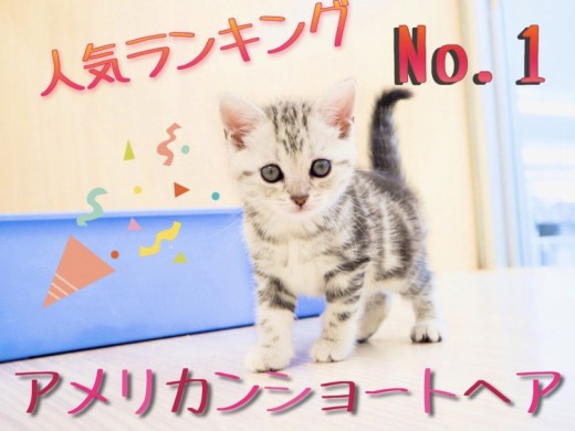 【 アメリカンショートヘア 】人気ランキングNO.1！初めての事にチャレンジ！