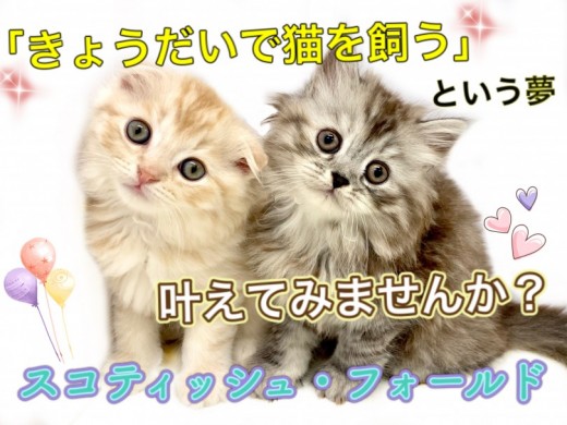 【 スコティッシュフォールド 】夢の兄妹飼い♡垂れ耳×長毛のお兄ちゃんスコ♪