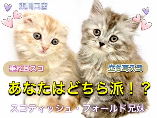 【 スコティッシュ・フォールド 】兄妹で同時入店！兄と色違いの立ち耳×長毛スコ！