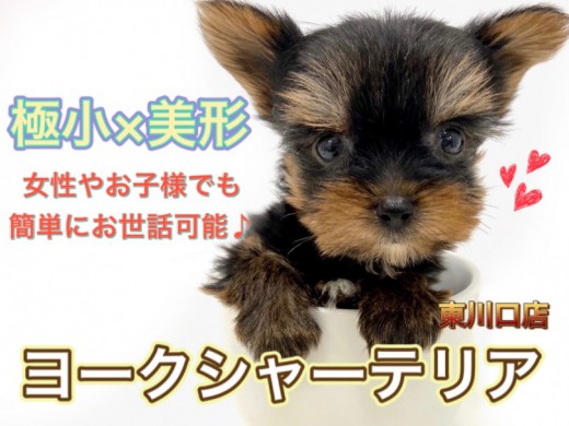 【 極小 ヨークシャーテリア 】344gマイクロヨーキー！特徴・魅力・飼いやすさをご紹介！