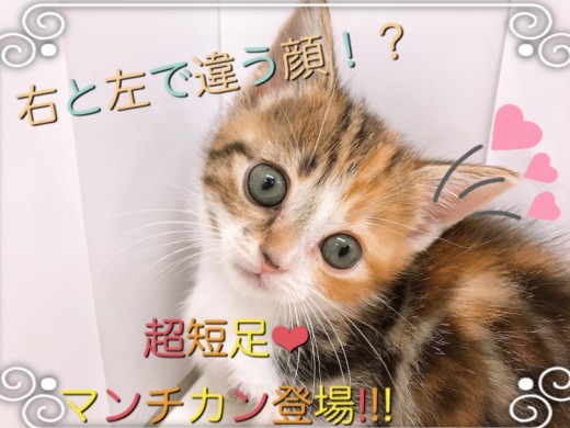 【 マンチカン 】右と左で表情が違う？！超短足マンチカンちゃん登場！