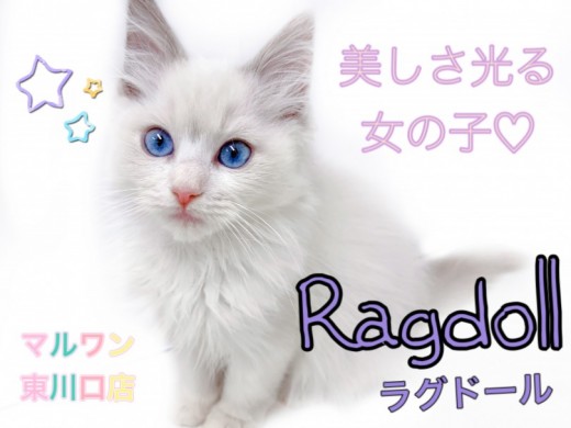 【 ラグドール 】淡いブルーポイントの被毛と水色の瞳！可愛さ満点の女の子が登場！