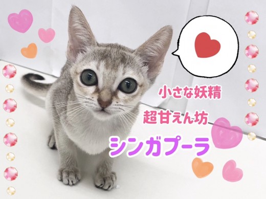 【 シンガプーラ 】飼いやすさNO.1！超甘えん坊な「小さな妖精」