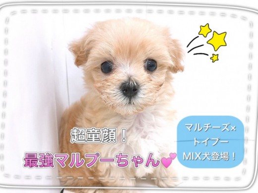 【 MIX 】パパとママの良いとこどり！最強のマルプーちゃん登場！！