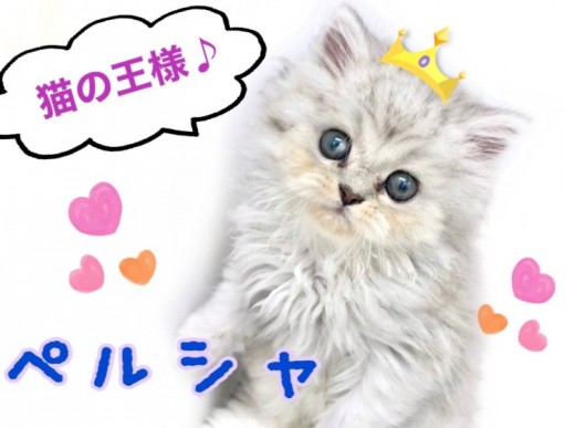 【 ペルシャ 】超癒し系にゃんこ！猫の王様ペルシャ！