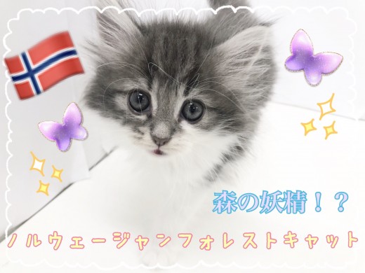 【 ノルウェージャンフォレストキャット 】大人気のブルー！森の妖精がやってきた！！