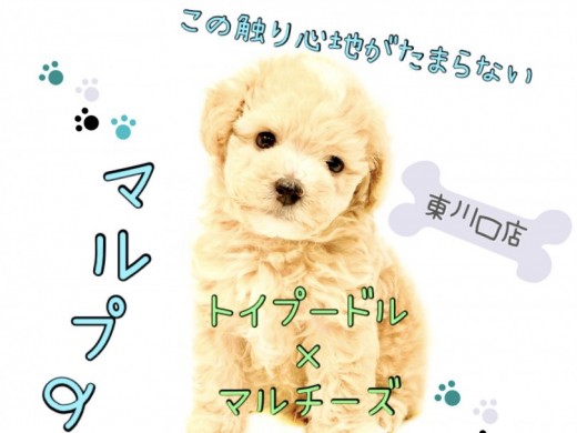 【 MIX 】大人気のMIX！今回はこんなマルプーちゃんがやって来ました！