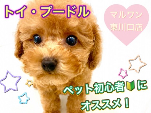 【 トイ・プードル 】初心者におすすめ！ドワーフ体型・良血統のプレミア付き！