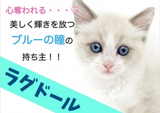 【 ラグドール 】心奪われる…美しく輝きを放つブルーの瞳の持ち主!!