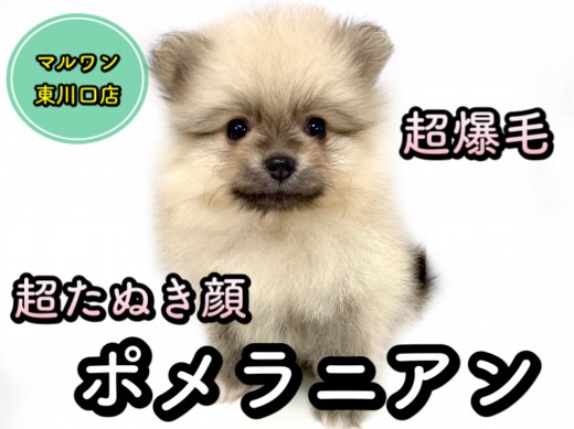 【 ポメラニアン 】「たぬき顔・爆毛・小柄」全てが揃った最強ポメがやってきた！