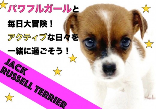 【 ジャックラッセルテリア 】パワフルガールとアクティブな日々を過ごそう！