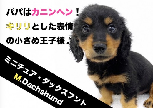 【 ミニチュアダックスフント 】パパはカニンヘン!キリっとした小さめ王子様!