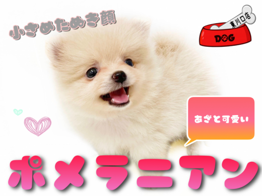 【 ポメラニアン 】手乗り小さめサイズ！あざと可愛い白たぬき顔ポメ登場！！