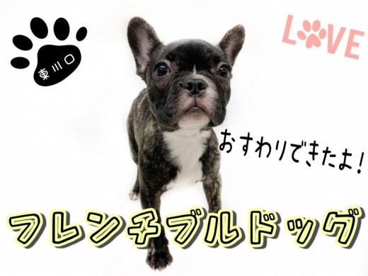 【 フレンチブルドッグ 】2ヵ月でこんなに成長しました！『おすわり』もできます！