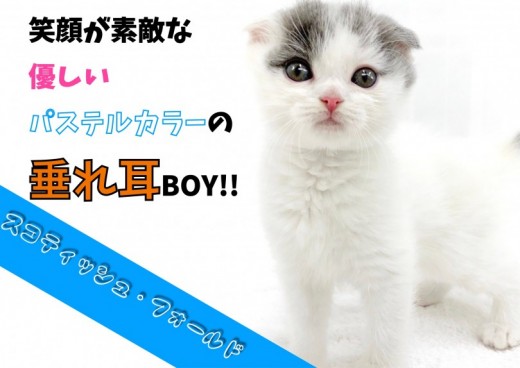 【 スコティッシュフォールド 】 笑顔が素敵なパステルカラーの垂れ耳BOY!