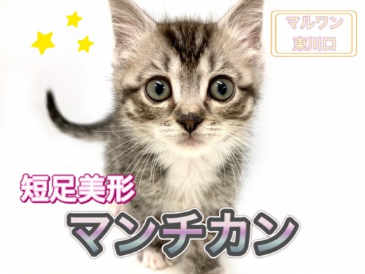 【 マンチカン 】愛嬌抜群！短足美形のシルバータビー！生活ハウツー紹介！