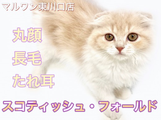 【 スコティッシュフォールド 】素敵なタレ目に注目！長毛×垂れ耳スコちゃん！