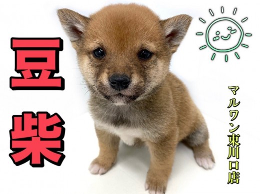 【 豆柴 】日本豆柴協会認定の豆柴犬！本場熊本より登場！！