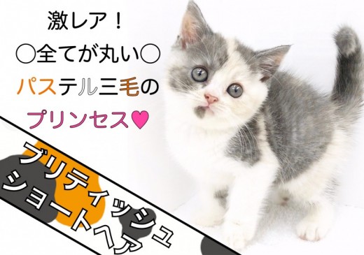 【 ブリティッシュショートヘア 】激レア!全てが丸いパステル三毛のプリンセス!