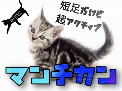 【 マンチカン 】入店時の足の長さは3㎝！？超短足マンチカンちゃんを徹底解説！