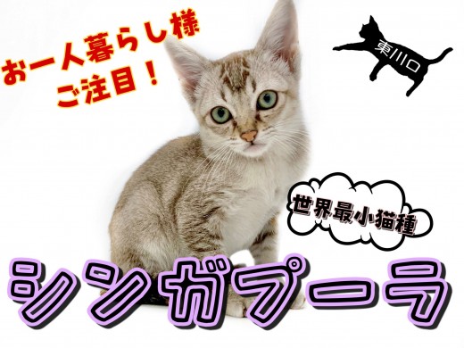 【 シンガプーラ 】ワンルームで充分飼えちゃう！超甘えん坊な性格の持ち主