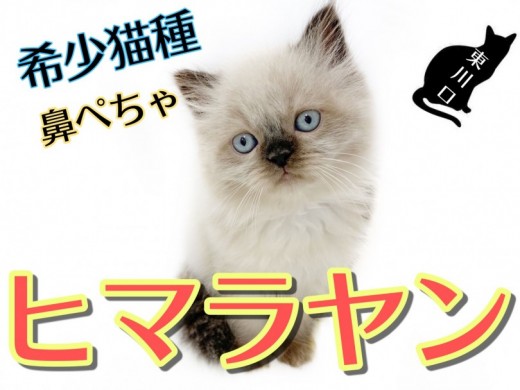 【 ヒマラヤン 】希少な子猫ヒマラヤン！温厚な性格でマンションでも飼えちゃいます！