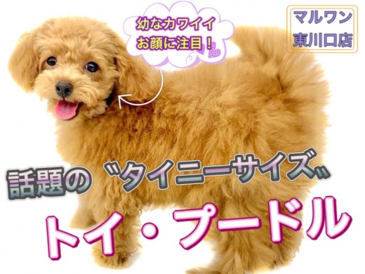 【 トイプードル 】生後4ヶ月半で体重1.2kgのタイニー系！童顔で成長中！