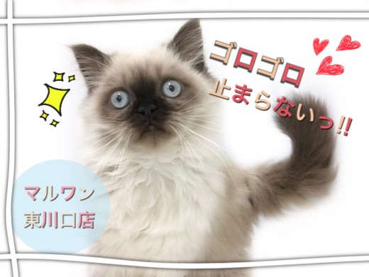 【 ヒマラヤン 】2ndブログ！ゴロゴロが止まらない！ヒマラヤンのその後に密着！