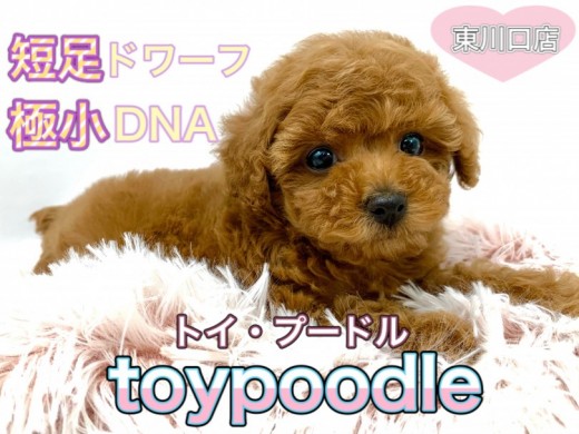 【 トイプードル 】両親はどちらも2.2㎏未満！短足ドワーフボディで愛嬌炸裂！