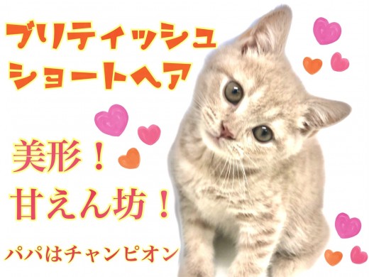 【 ブリティッシュショートヘア 】パパはICCチャンピオン猫！美形で甘えん坊！