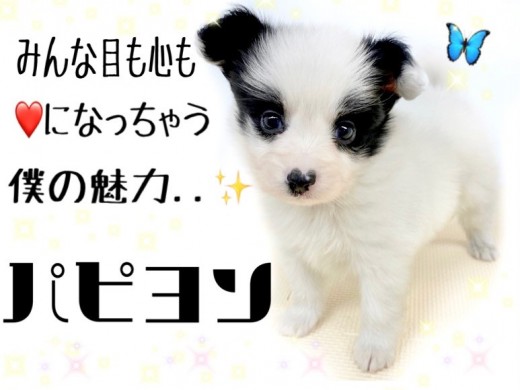 【 パピヨン 】実は賢く運動神経が良い犬種!ホワイト&ブラックの男の子