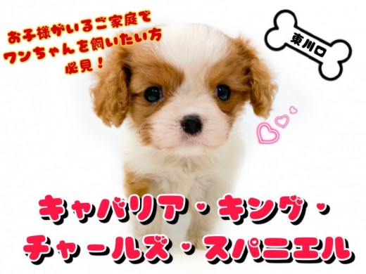 【 キャバリア 】お子様がいるご家庭でも飼えちゃうキャバリアちゃんが仲間入り！
