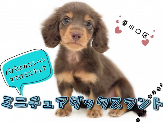 【 ミニチュアダックスフント 】甘え上手な小さめダックスちゃん！飼い方もご紹介！
