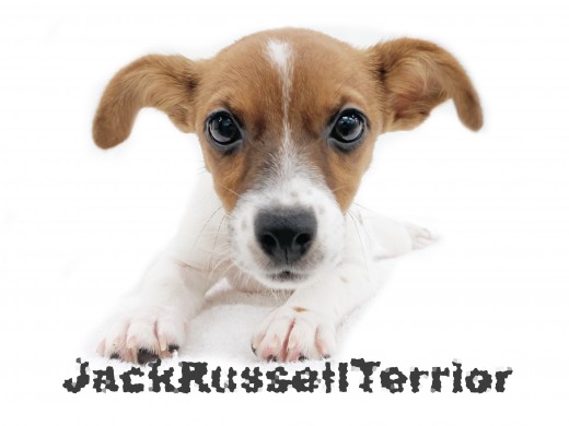 【 ジャックラッセルテリア 】小さめジャックに大注目！トレーニングも上達中！