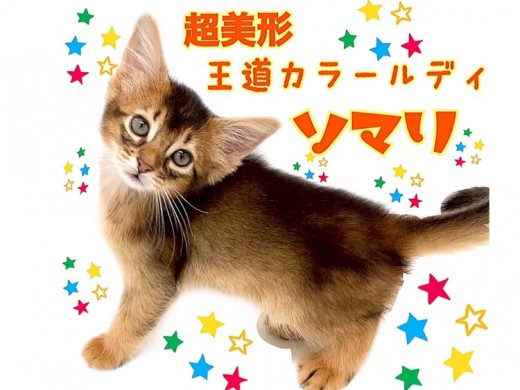 【 ソマリ 】まるで家庭を照らす太陽！王道ルディカラーの超美形！！