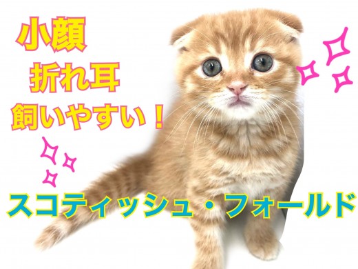 【 スコティッシュフォールド 】小さなお顔に抜群の折れ耳！飼いやすさ満点！