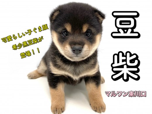 【 豆柴犬 】日本豆柴協会認定の黒豆柴！THEクマ顔に注目！！